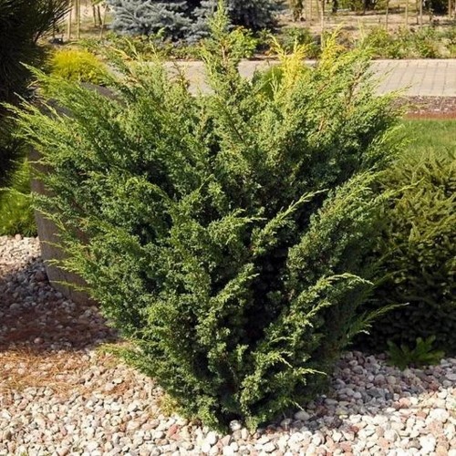 Juniperus chinensis 'Plumosa' - Hiina kadakas 'Plumosa'
